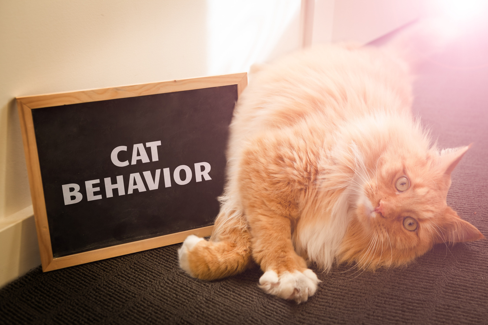 Domestic cat behavior issue depicted with cute ginger cat and text on blackboard